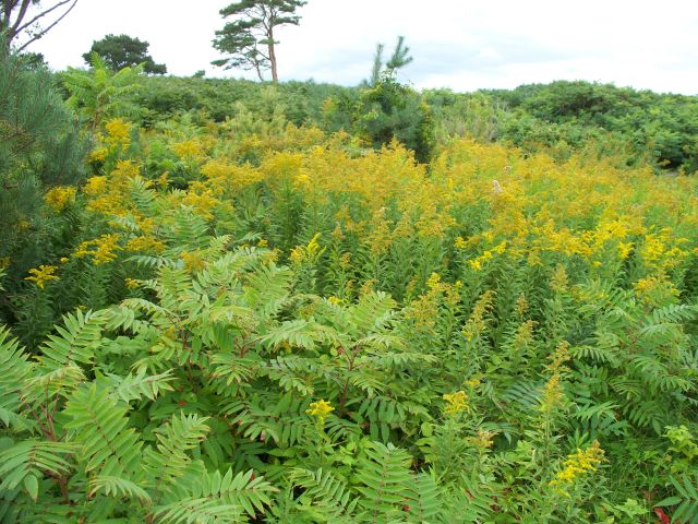 File:Battery 155 Emp 4 locale Ft. Dearborn.jpg