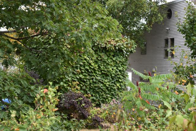 File:Loc. 163 Site 2A overgrown.jpg