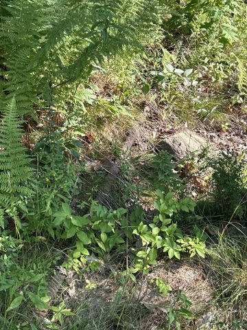 File:Narrow gauge Rail.jpg