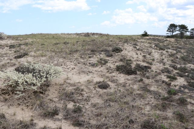 File:Salisbury Beach MR 05.jpg